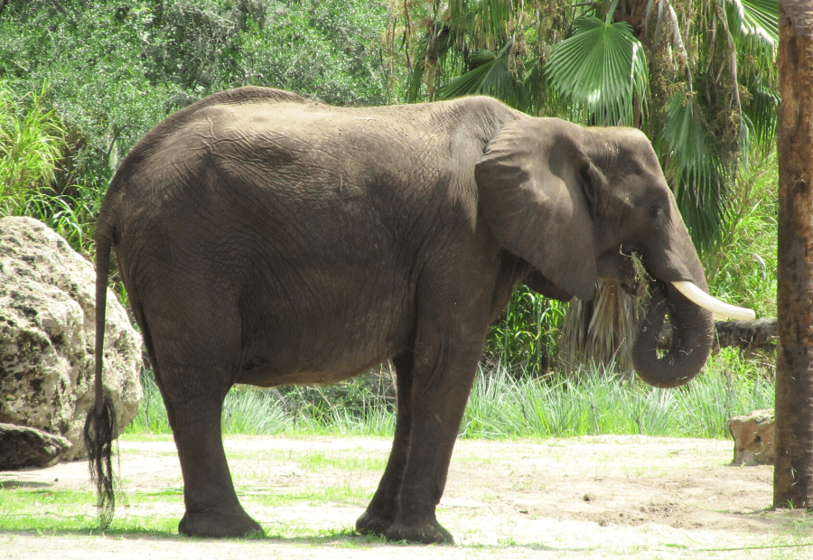 Elefante en Kilimanjaro Safaris Disney