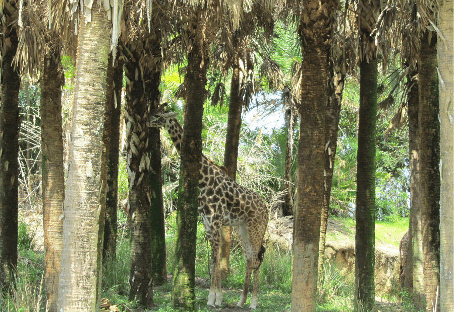 Jirafa en Kilimanjaro Safaris Orlando