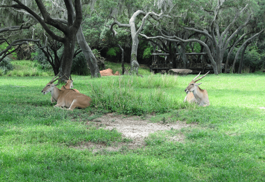 Kilimanjaro Safaris Disney Orlando