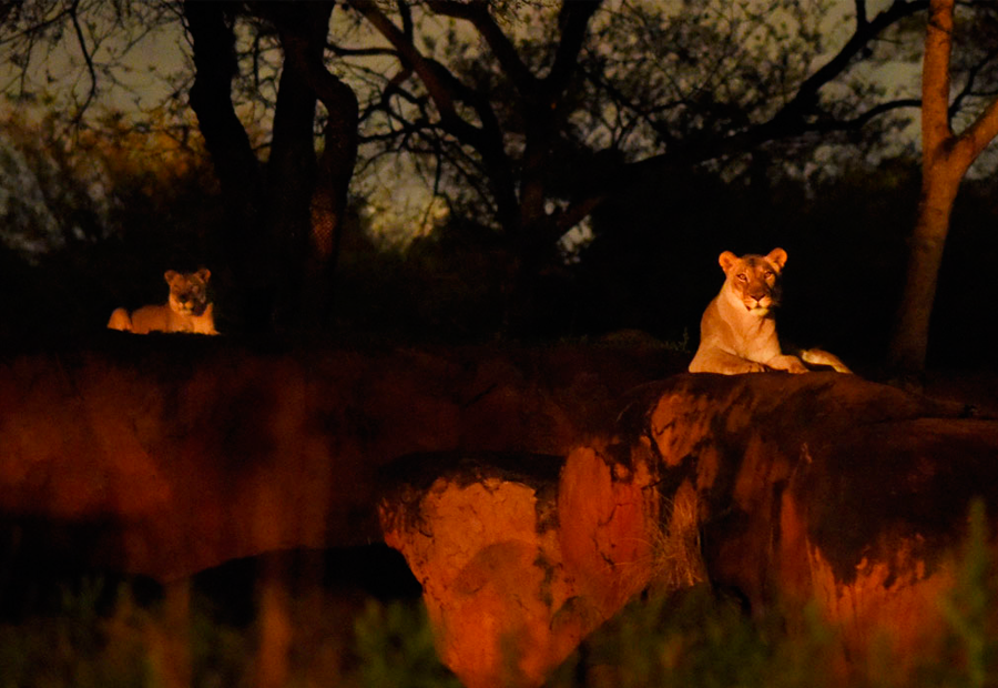 Kilimanjaro Safari Nocturno, una nueva experiencia en Animal Kingdom.