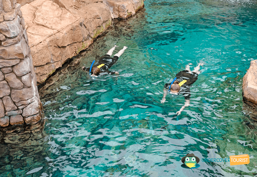 Snorkel en Discovery Cove