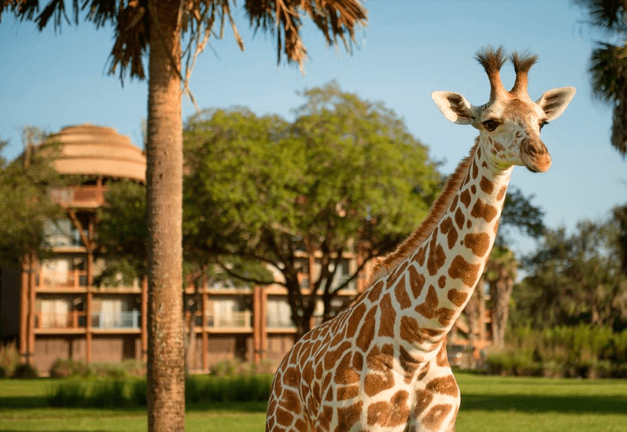 Hotel Animal Kingdomen Orlando