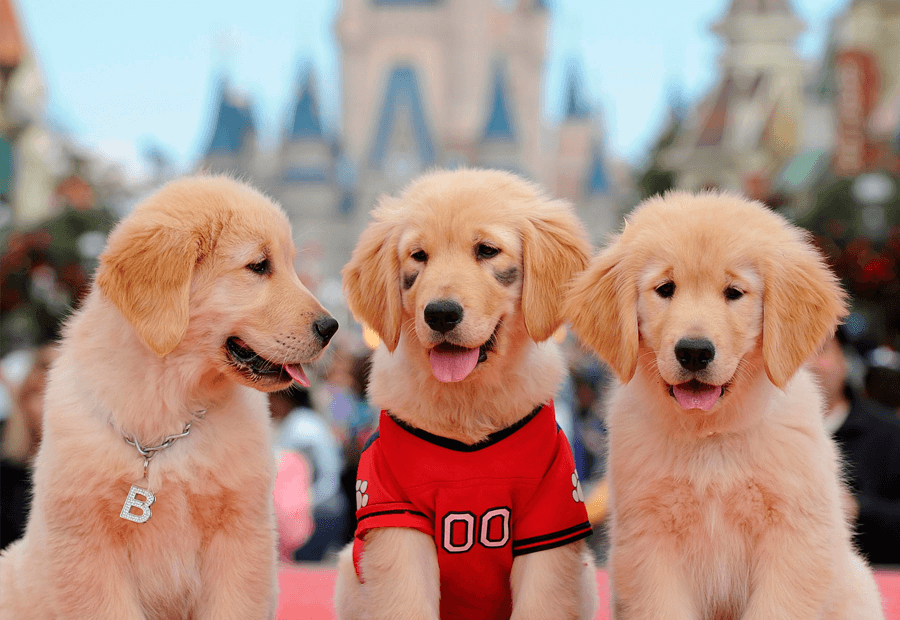 Viaja con tu perro a Disney World