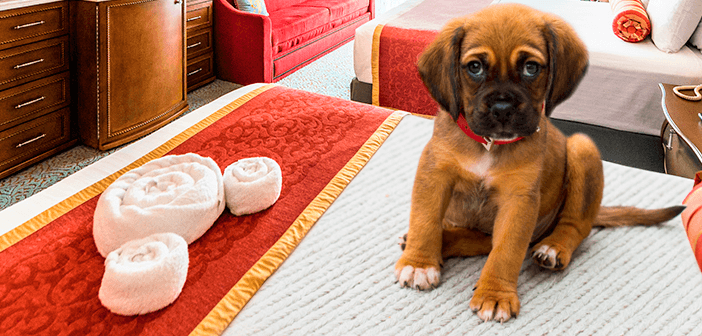 Hoteles Que Aceptan Perros en Disney