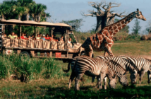 Kilimanjaro Safaris Disney Orlando